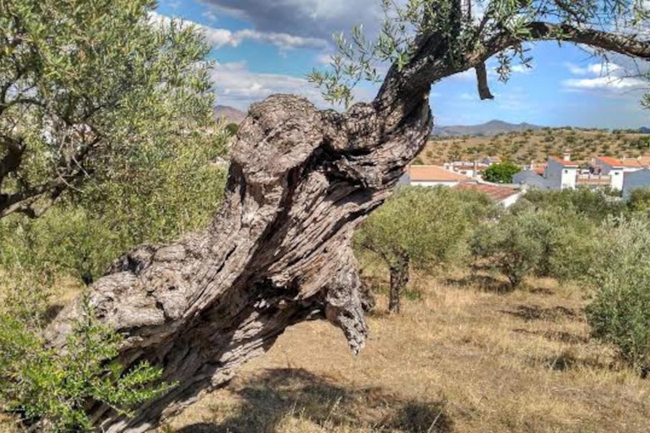 El Olivar De Concha, Caminito Del Rey Vila Alora Exterior foto