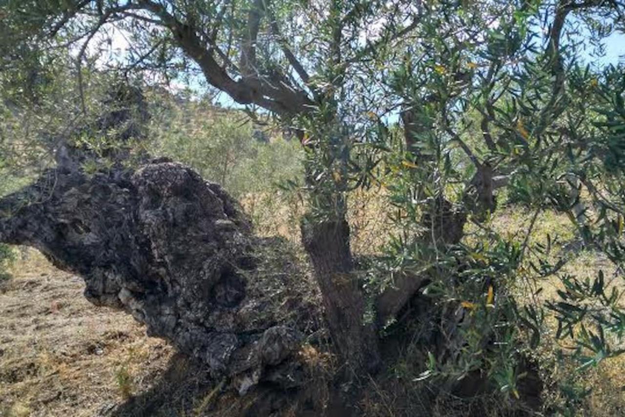 El Olivar De Concha, Caminito Del Rey Vila Alora Exterior foto